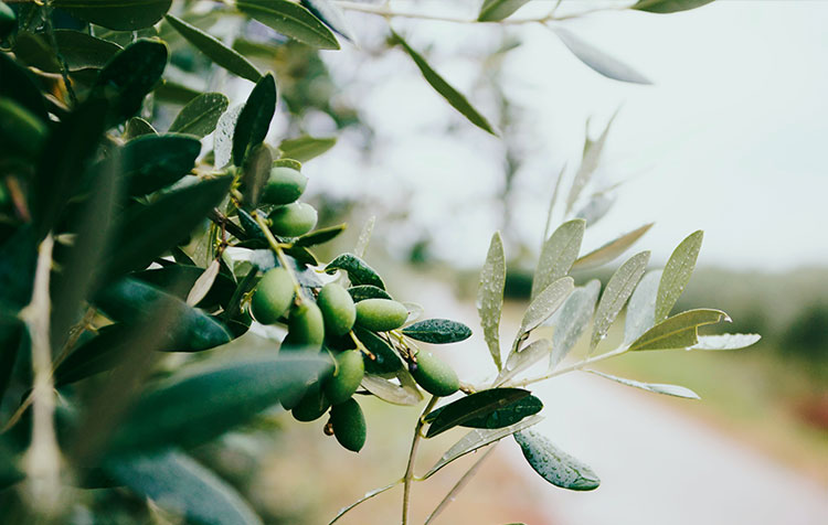 Экстракт оливкового листа