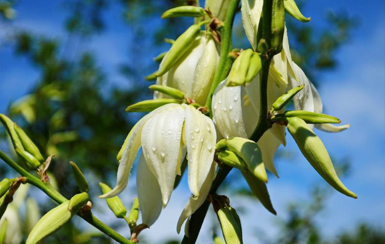 Yucca Extract